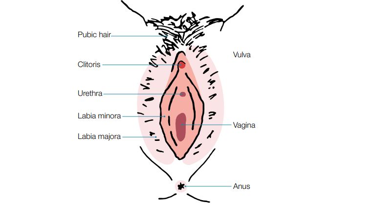 Anatomy of female genitalia