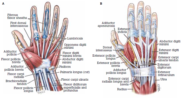 Figure 1. Anatomy of the hand A) Volar aspect; B) Dorsal aspect