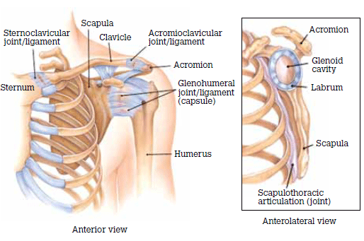 Basic shoulder anatomy