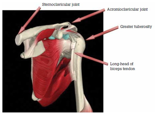 Figure 3. Anterior shoulder structures for palpation
