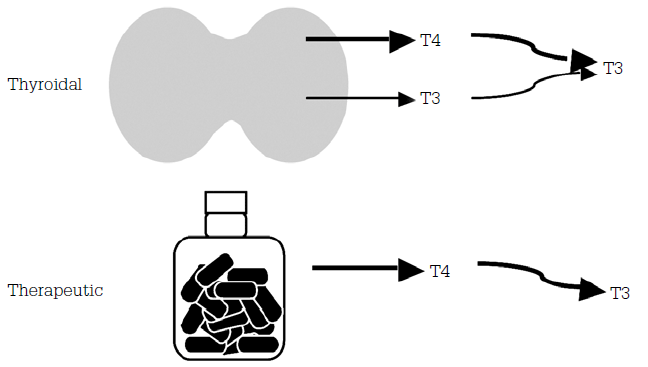 Figure 1. Metabolism of T3 and thyroidal and therapeutic T41,2