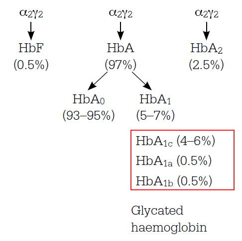 Figure 1. Haemoglobin components in adults without diabetes