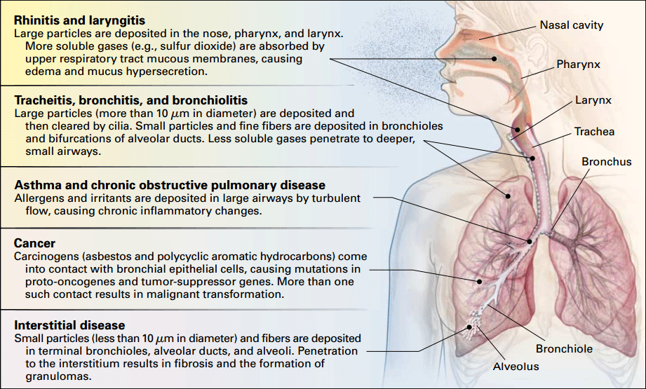 Figure 1. Categories of occupational respiratory disease, their anatomical locations within the respiratory system, examples of common causative substances and their pathophysiologic effects