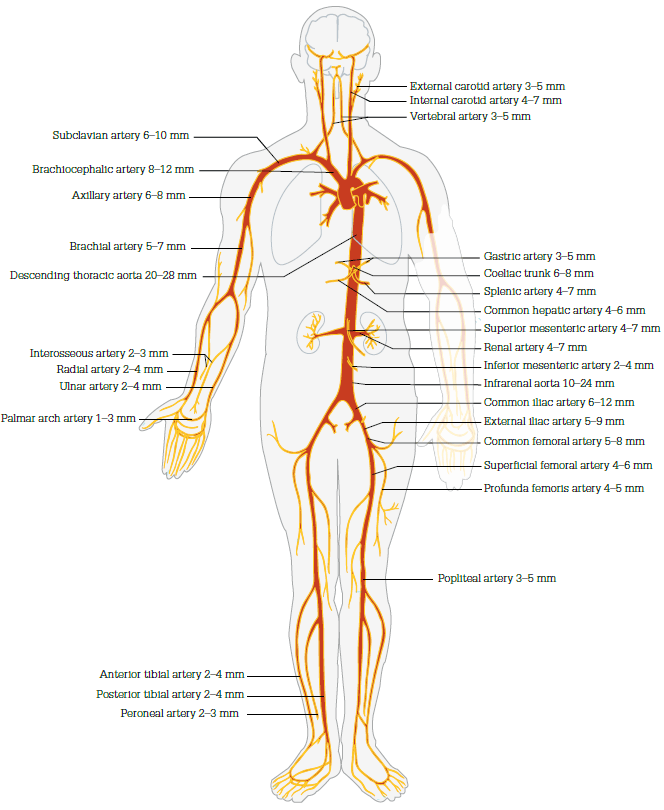 Figure 1. Range of diameters of normal arteries in adults