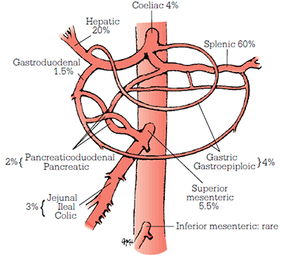 Figure 2. Anatomical distribution of SpAAs