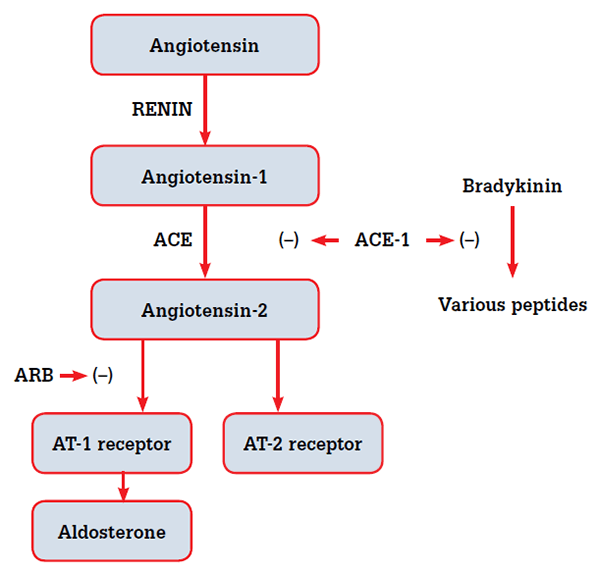 Figure 2. ACEIs and ARBs act on different parts of the renin-angiotensin system and may be expected to have different biochemical and clinical effects