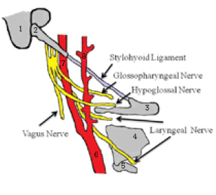 Figure 2. Schematic diagram of the styloid process and its anatomical correlation with neurovascular structures.
